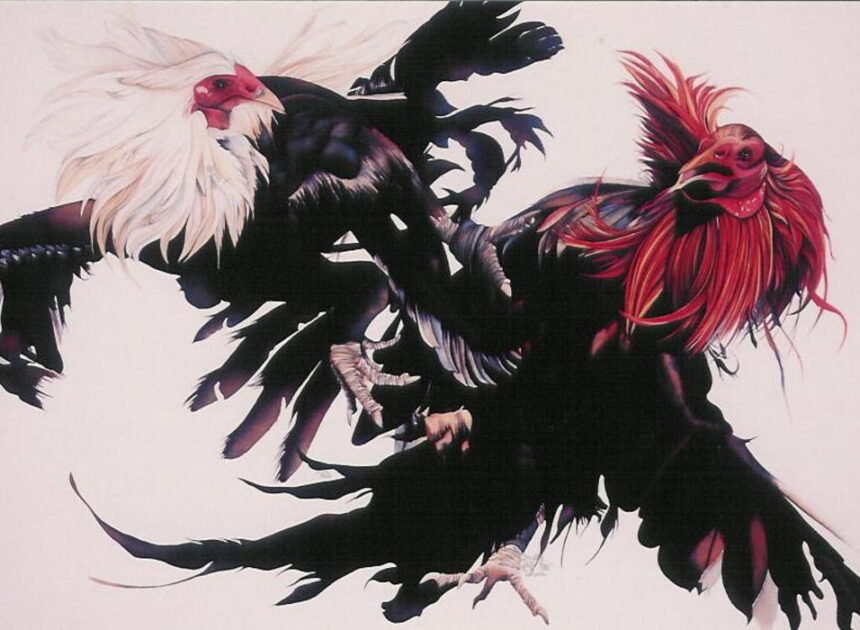 Kriteria Ayam Filipina Unggulan: Mengenal Tulangan dan Gaya Tarung